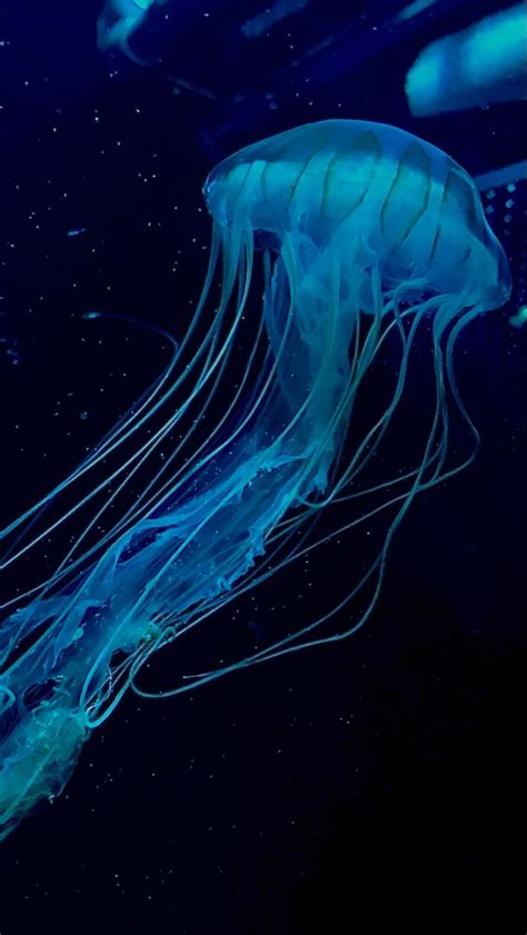 Mesmerizing Blue Jellyfish