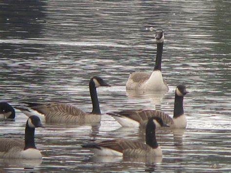 Pioneer Birding: MA - probable 'Giant' Canada Goose - 10/20