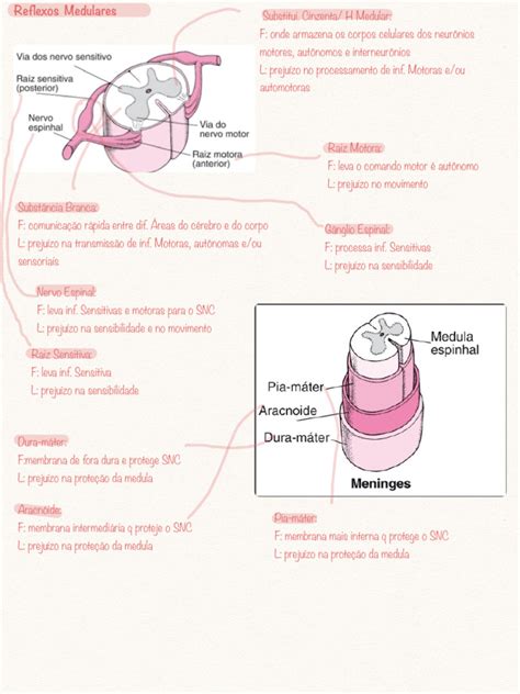 Resumo De Neuroanatomia Pdf Sistema Nervoso Central Cérebro