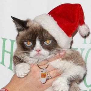 Grumpy Cat - Trivia, Family, Bio | Famous Birthdays