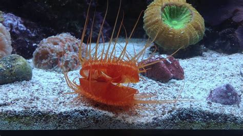 Electric Flame Scallop Youtube