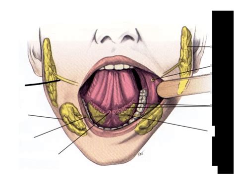 Major Salivary Glands & Ducts - Anterior view Quiz