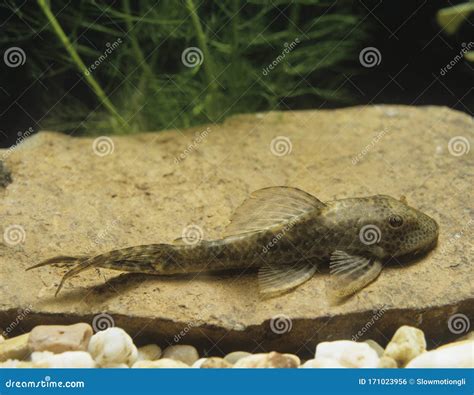 PLECO hypostomus punctatus stock photo. Image of view - 171023956