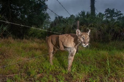 A female Florida panther (Puma concolor couguar) creeps through a fence ...