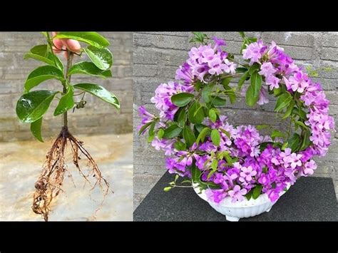 Try growing Fuchsias in water and in the ground Hoa lồng đèn