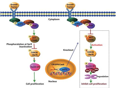 Shp Promotes Proliferation Of Breast Cancer Cells Through Regulating