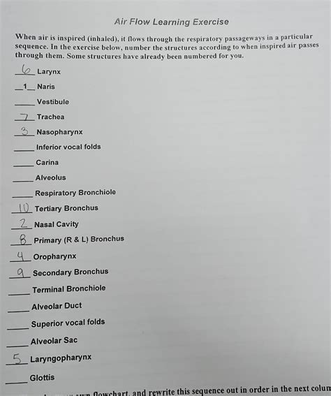 Solved Air Flow Learning Exercise When air is inspired | Chegg.com