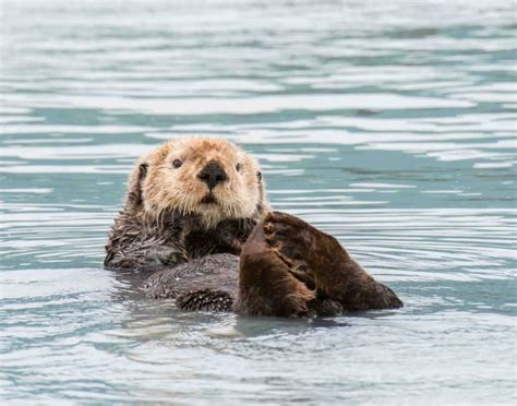 11 Sea Otter Facts For Kids Too Adorable To Miss - Facts.net