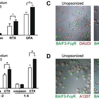 Cellular Activation Leads To Enhanced Fc RI Mediated Binding Of