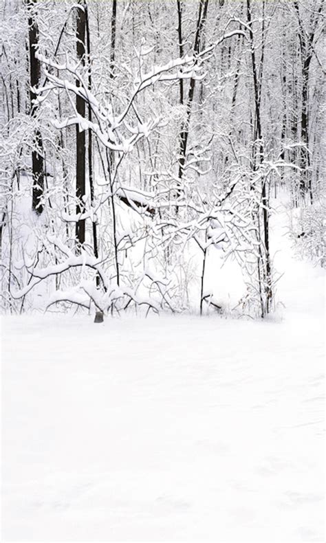 Snowy Forest Backdrop | Photo Pie