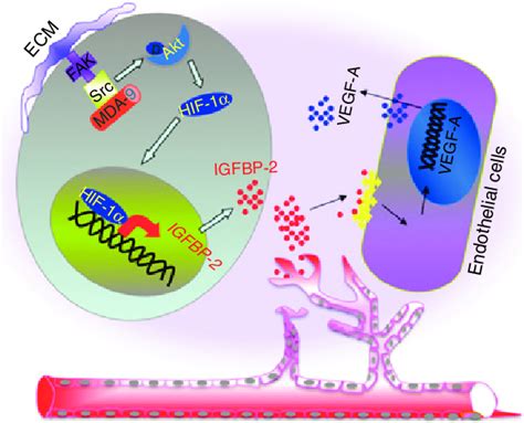 Hypothetical Model Of Mda Syntenin Induction Of Angiogenesis