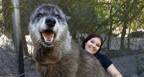 Yuki ce chien loup géant est devenu la mascotte de son refuge après