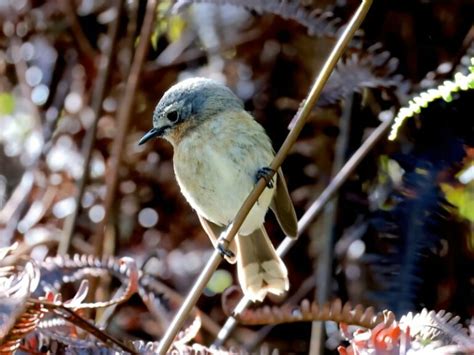 Kauai Endemic Birding Adventure | Hawaii Bird Tours