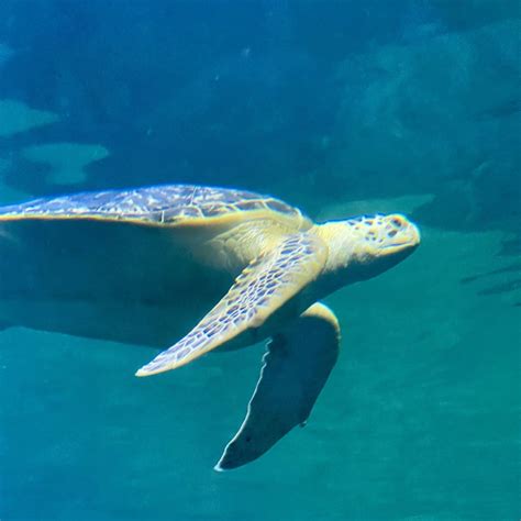 Clearwater Marine Aquarium tickets | Clearwater