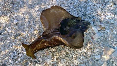 Sea Hare Slug