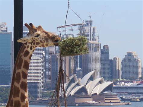 Taronga Zoo - Nature & bubbles