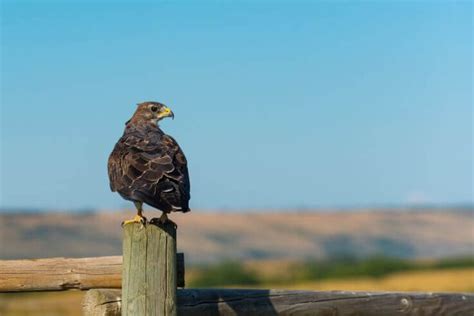 9 Hawks in Missouri (With Pictures) - Avibirds.com