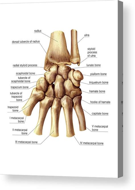 Wrist And Metacarpus Bones Acrylic Print by Asklepios Medical Atlas ...