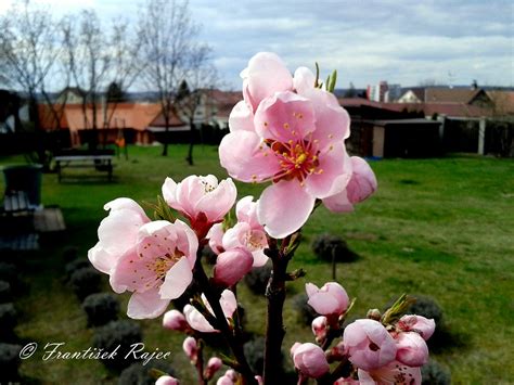 Nectarine Flower In My Garden Slovakia František Rajec Flickr