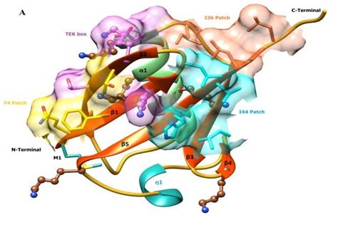 Structural Features Of Ubiquitin From Sisymbrium Irio A Human