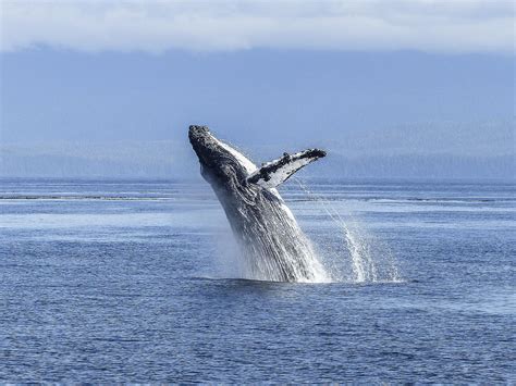 Oregon Whale Watching 2024 Zea Lillis