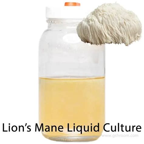 Lion S Mane Liquid Culture Gshroom