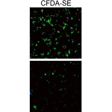 Cfda Se Cfse 细胞增殖荧光探针 Mce