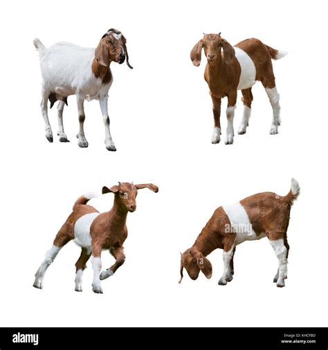 Boer Goats Isolated On White Background Stock Photo Alamy