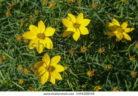 94 Coreopsis Zagreb Stock Photos, Images & Photography | Shutterstock