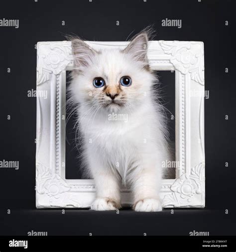 Adorable Tortie Sacred Birman Cat Kitten Standing Through White