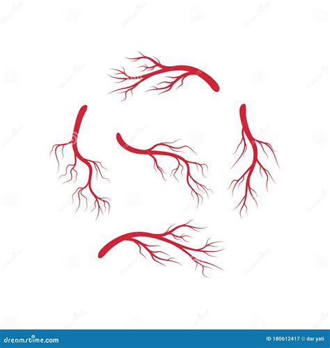 Human Veins And Arteries Illustration Design Stock Vector