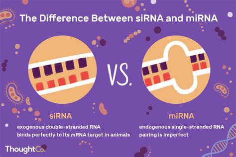 How Does Rnai Work