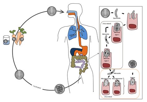 Dr Microbe