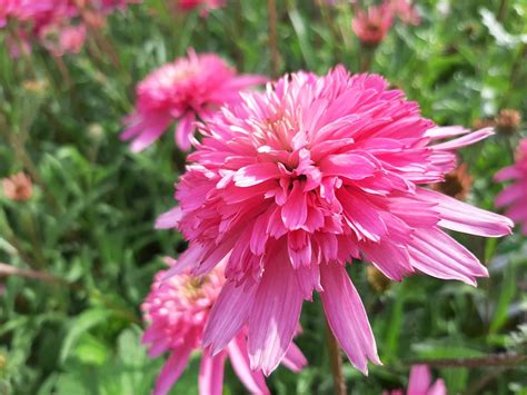 Echinacea Purpurea Mini Belle Pbr Kwekerij De Boever