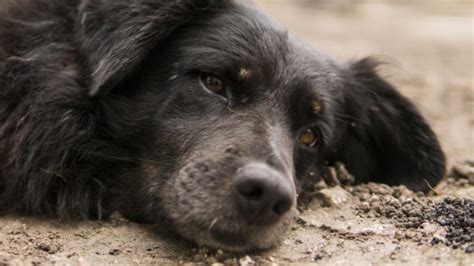 Je ne peux pas imaginer où vivait ce chien Sans l aide de Mme Bożenka