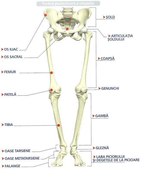 Scheletul Membrelor Sistemul Locomotor