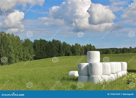 Silage Bales In Beautiful Summer Landscape Stock Image Image Of