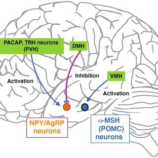 AMPK Regulated CRH Neurons Constitute A Subpopulation Of CRH Neurons In