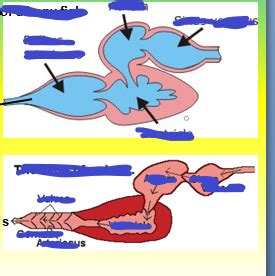 Fish heart Diagram | Quizlet