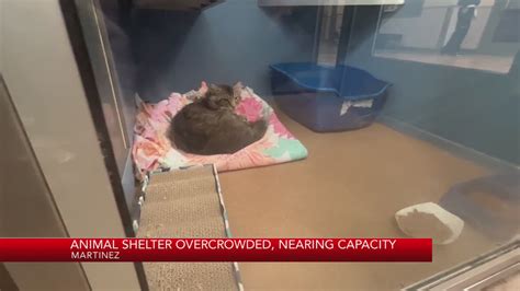 Contra Costa County animal shelter overcrowded, nearing capacity – KRON4