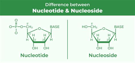 Difference Between Nucleotide and Nucleoside - GeeksforGeeks