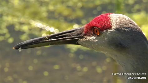 Mississippi River Flyway Cam Snapshot Taken By Jt Explore Org