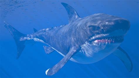 Megalodon Didnt Look Like A 50 Foot Great White Shark Controversial