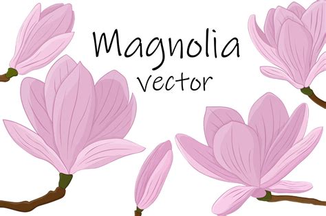 Magnolia Vector Magnolia Flower Magnolia Svg Flowers Svg By