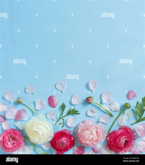 Pink flowers on a light blue background top view with copy space Stock ...