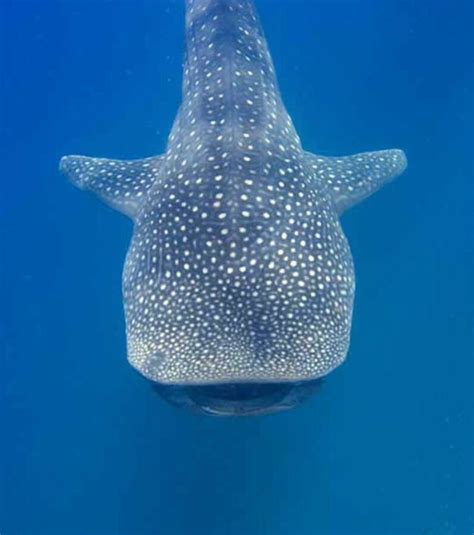 Photos Le Plus Gros Requin Du Monde Le Requin Baleine De M Tres