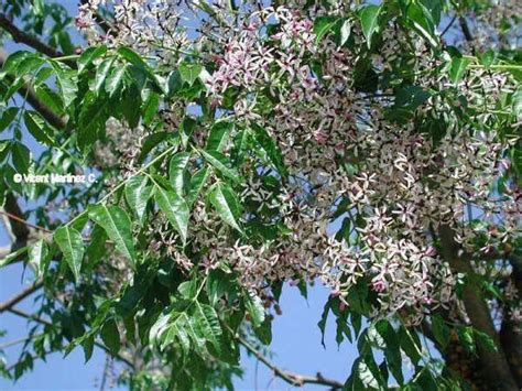 Chinaberry Tree Arizona Poison And Drug Information Center