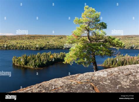 Tree Growing Rock Cliff Hi Res Stock Photography And Images Alamy