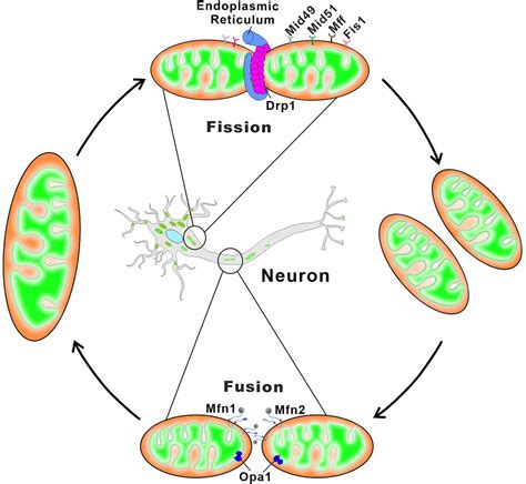 Frontiers Mitochondrial Protein Dysfunction In Pathogenesis Of