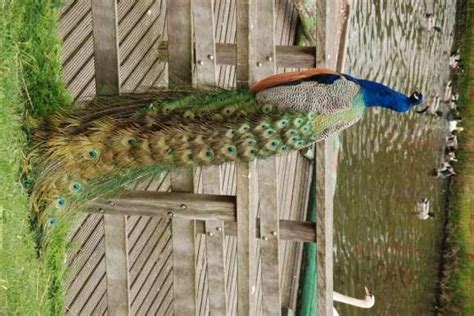 Stichting Vrienden Van Kinderboerderij De Trotse Pauw Spijkenisse Pdf